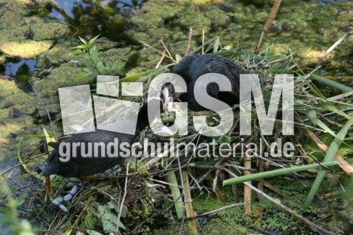 Blässhuhn-4 116.jpg